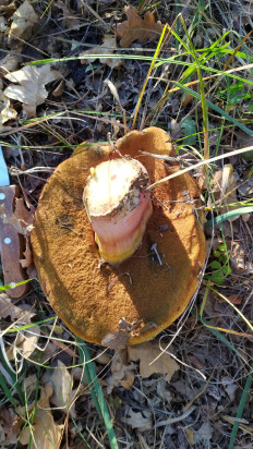 Гриб из Волгоград