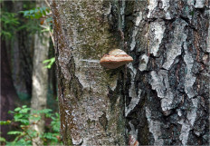 Гриб из Москва