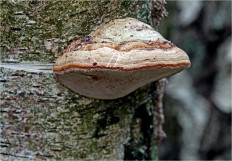 Гриб из Москва