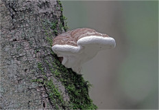 Гриб из Москва