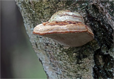 Гриб из Москва