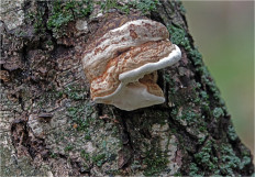 Гриб из Москва