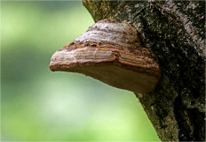 Гриб из Москва