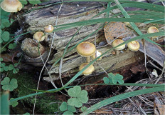 Гриб из Москва