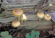 Гриб из Москва