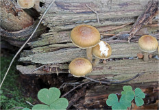 Гриб из Москва