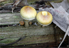 Гриб из Москва