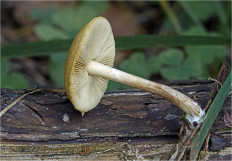 Гриб из Москва