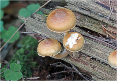 Гриб из Москва