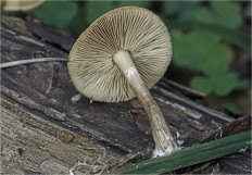 Гриб из Москва