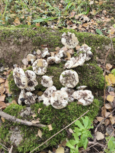 Гриб из Москва