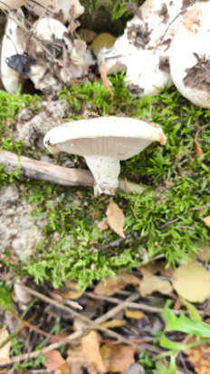 Гриб из Москва