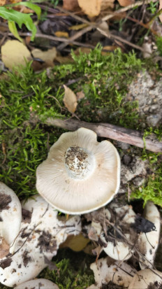 Гриб из Москва