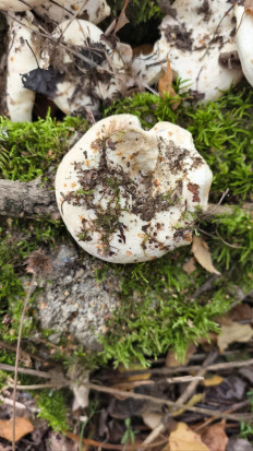 Гриб из Москва