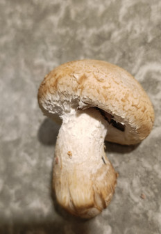 Гриб из Ставрополь