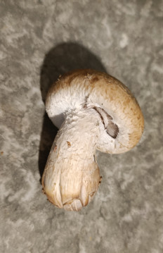 Гриб из Ставрополь