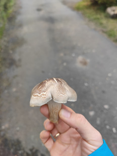 Гриб из Москва