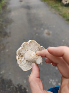 Гриб из Москва