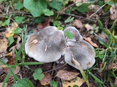 Гриб из Москва