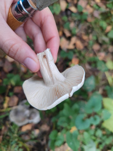 Гриб из Москва