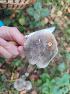 Гриб из Москва