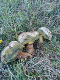 Гриб из Курджиново