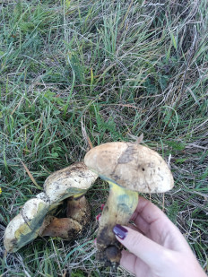 Гриб из Курджиново