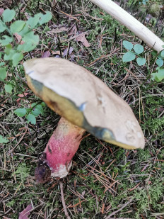 Гриб из Штуттгарт