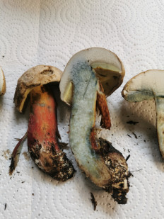 Гриб из Штуттгарт