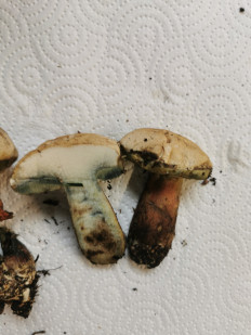 Гриб из Штуттгарт