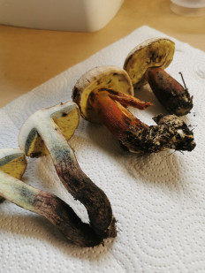 Гриб из Штуттгарт