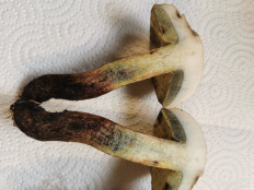 Гриб из Штуттгарт