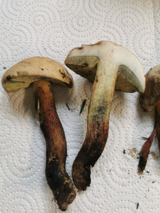 Гриб из Штуттгарт