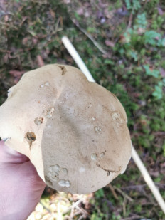 Гриб из Штуттгарт