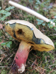 Гриб из Штуттгарт