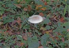 Гриб из Москва