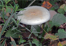 Гриб из Москва