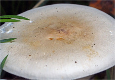 Гриб из Москва