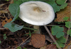 Гриб из Москва