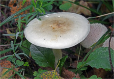 Гриб из Москва