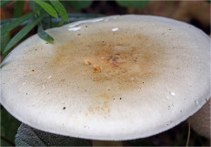 Гриб из Москва