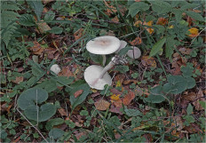 Гриб из Москва