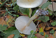 Гриб из Москва