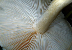 Гриб из Москва