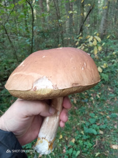 Гриб из Владимир