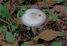 Гриб из Москва