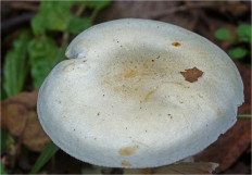 Гриб из Москва