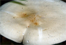 Гриб из Москва