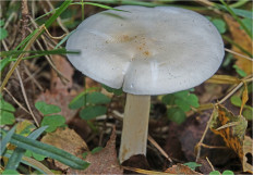 Гриб из Москва