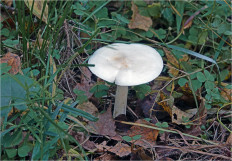 Гриб из Москва